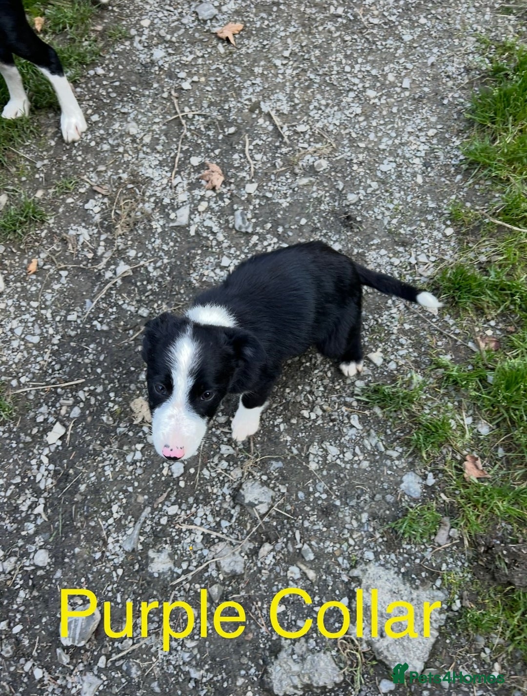 Border Collie dogs for sale: Gorgeous Border Collie pups - Image 23