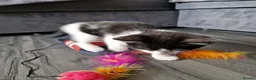 Mixed Breed cats for sale: Loving Home Wanted for a Kitten ❤️ - Advert 3