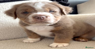 Olde English Bulldogge dogs ⭐️ REDUCED ⭐️ READY NOW ⭐️  - Advert 15