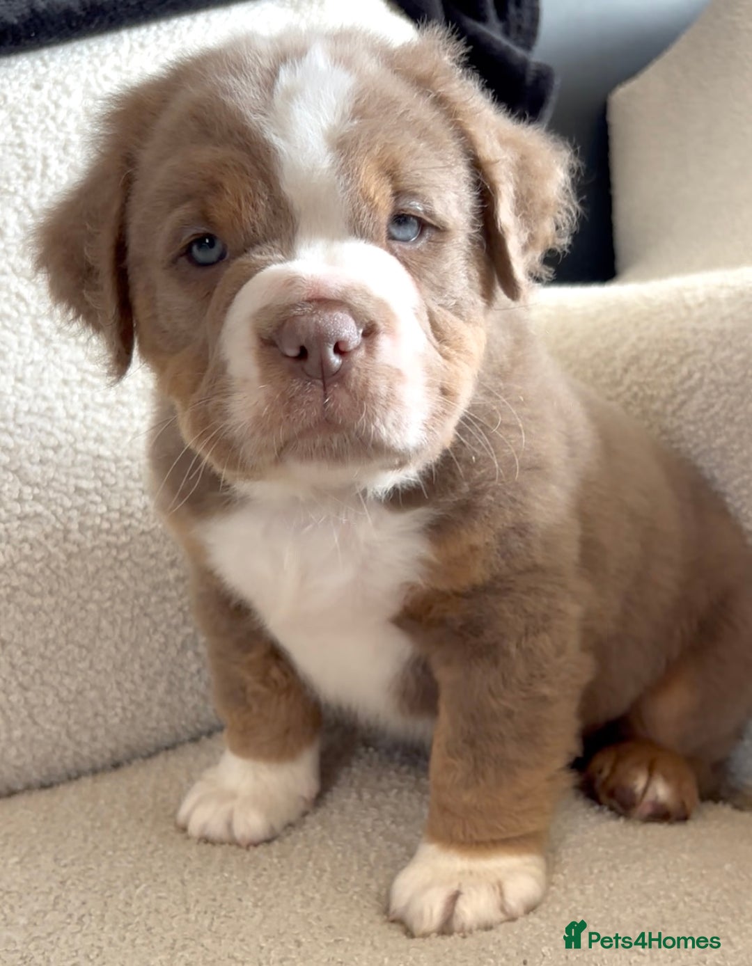 Olde English Bulldogge dogs for sale: READY NOW ✨ FLUFFY OLDE ENGLISH BULLDOGS  - Image 5