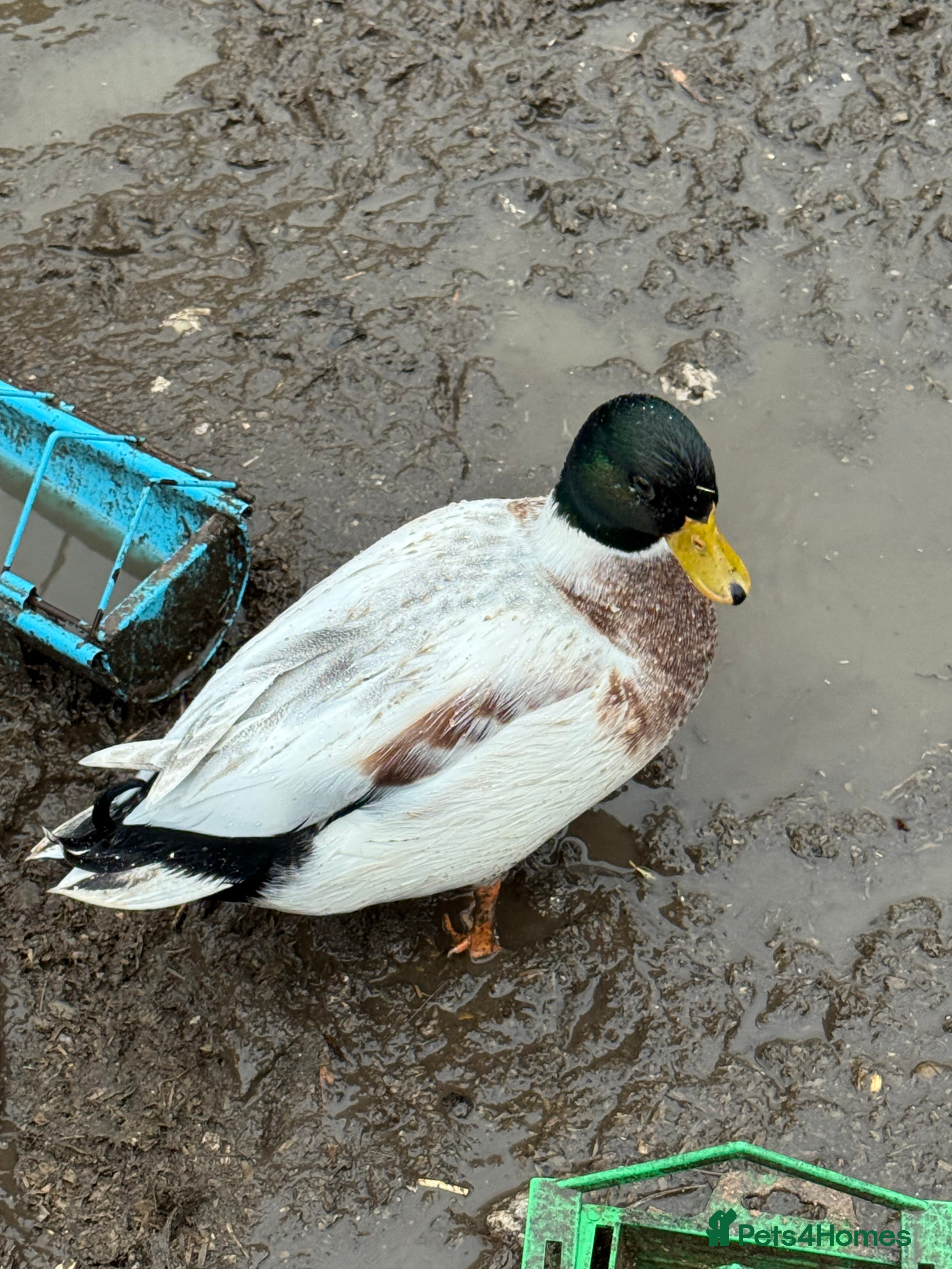 Ducks poultry Two lovely Call Duck Drakes  - Advert 5