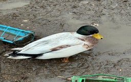 Ducks poultry for sale: Two lovely Call Duck Drakes  - Advert 1
