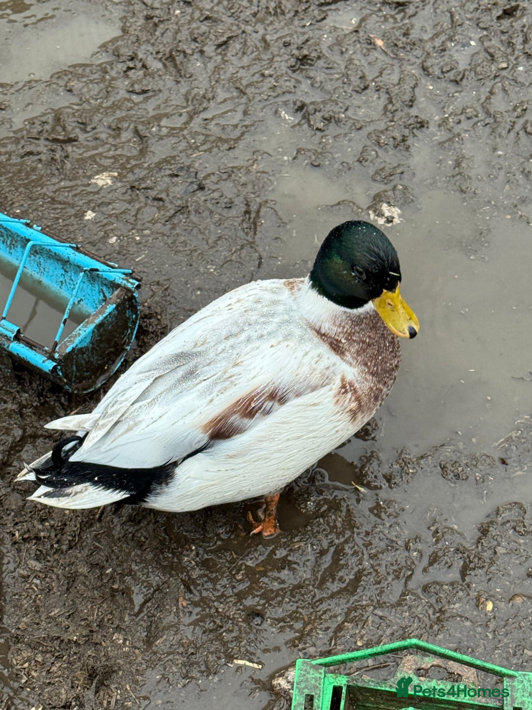 Ducks poultry for sale: Two lovely Call Duck Drakes  - Advert 1