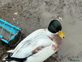 Ducks poultry for sale: Two lovely Call Duck Drakes - Advert 1