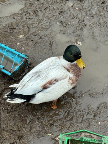 Ducks poultry Two lovely Call Duck Drakes - Advert 1