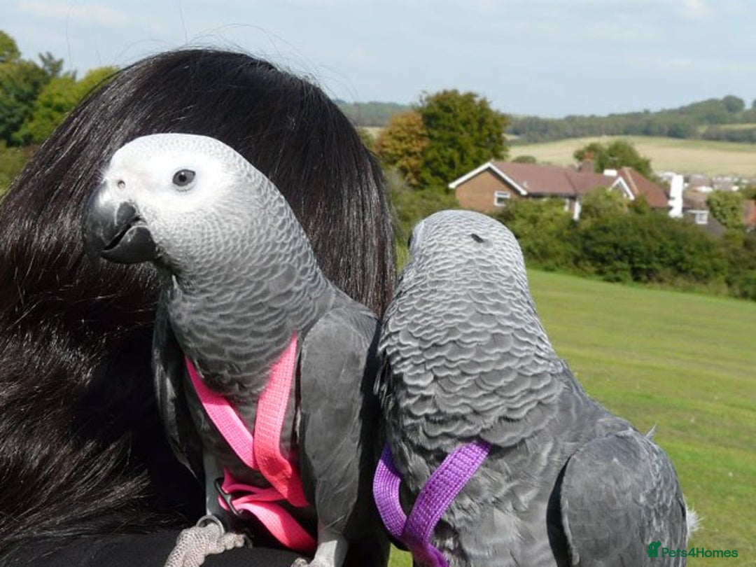 Parrots birds for sale: African Grey Parrots Pair - Image 3