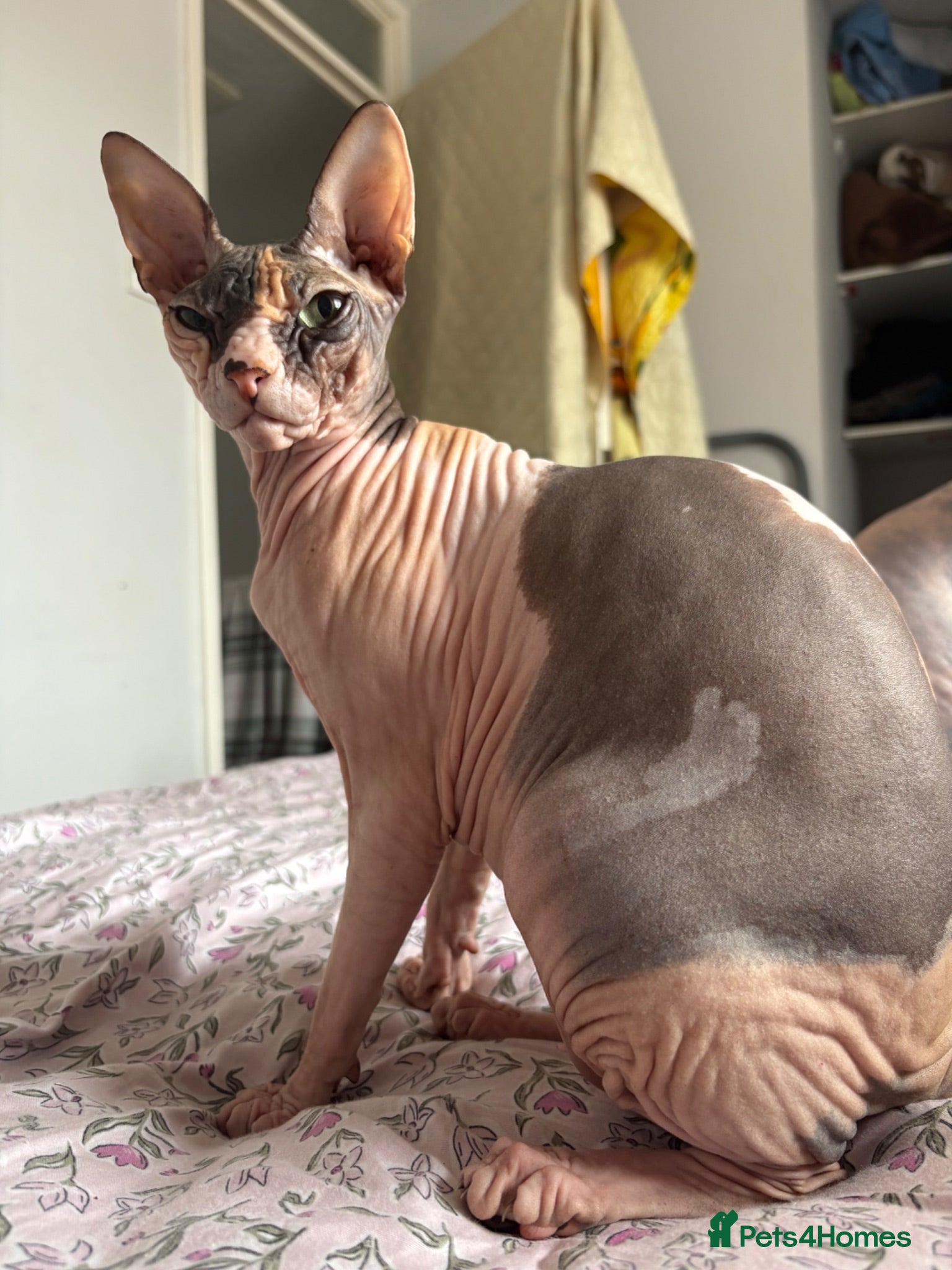 Sphynx cats Mrsss - Advert 13