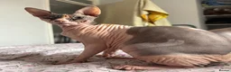Sphynx cats for sale: Mrsss - Advert 1