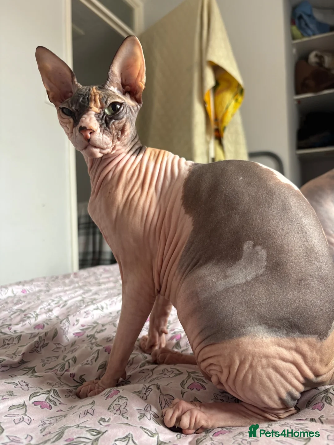 Sphynx cats for sale: Mrsss - Advert 1
