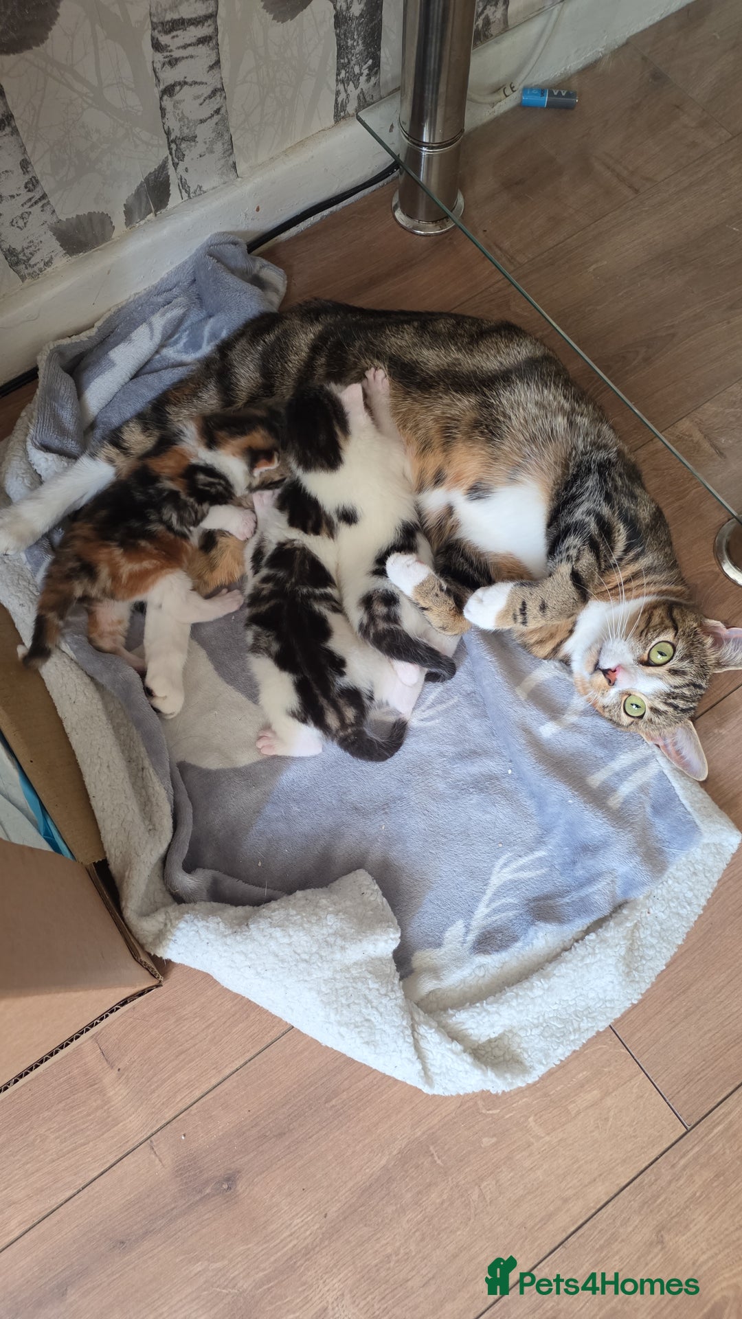 British Shorthair cats for sale: Kittens - Image 5