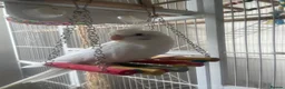 Cockatiels birds for sale: Male cockatiel (1yr old ish)  - Advert 3