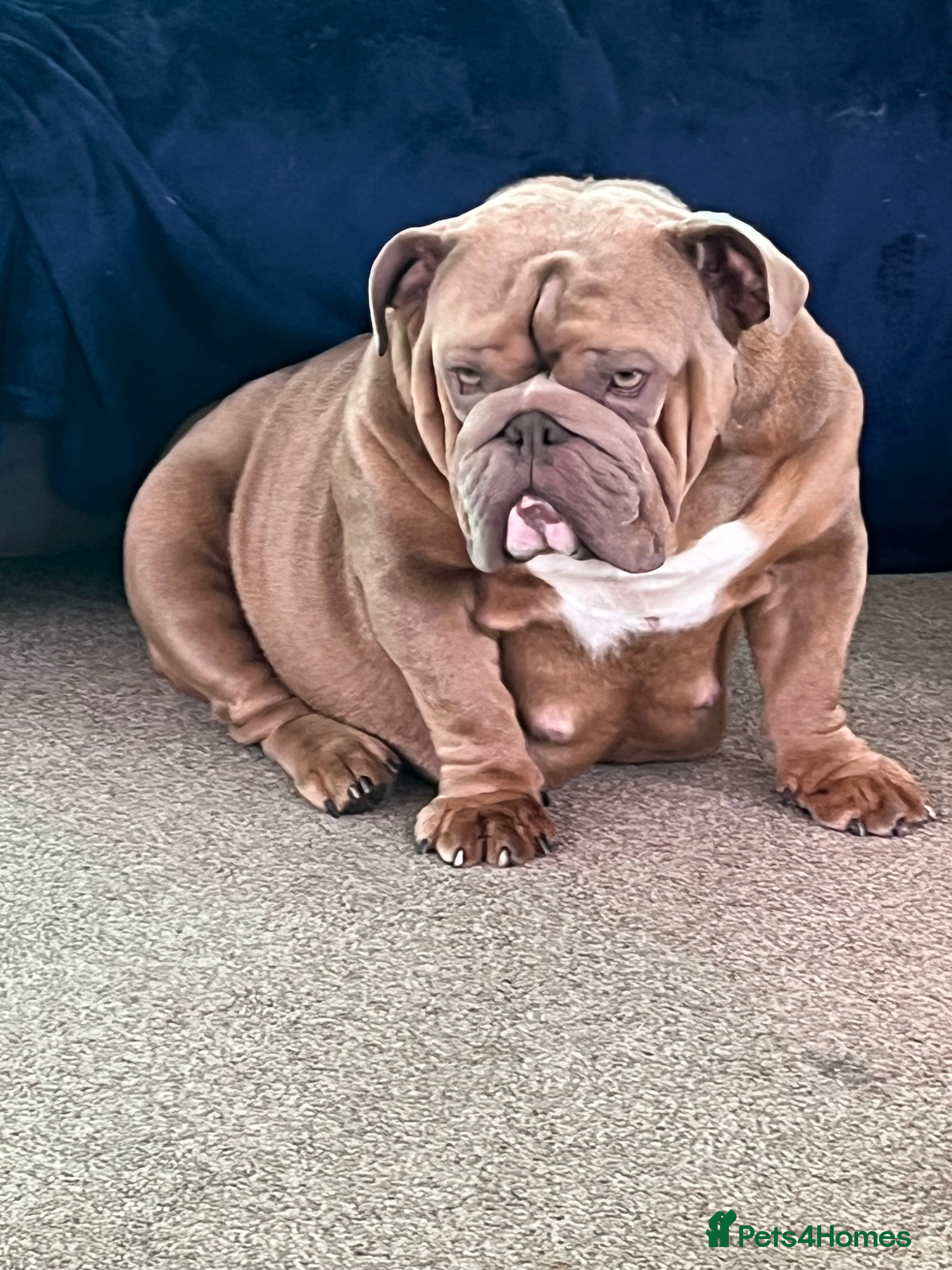 English Bulldog dogs Gorgeous English bulldog puppies  - Advert 1
