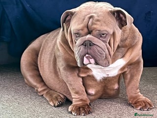 English Bulldog dogs Gorgeous English bulldog puppies - Advert 1