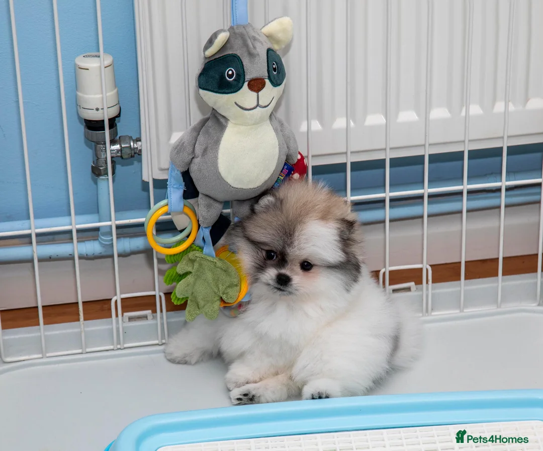 Pomeranian dogs for sale: Miniature Pomeranian girls - Advert 2