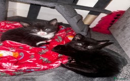 Mixed Breed cats for sale: 4 kittens for sale  - Image 2