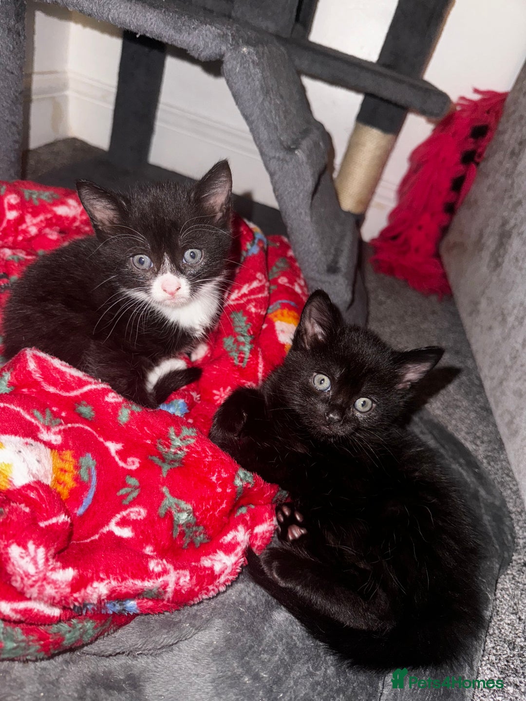 Mixed Breed cats for sale: 4 kittens for sale  - Image 2