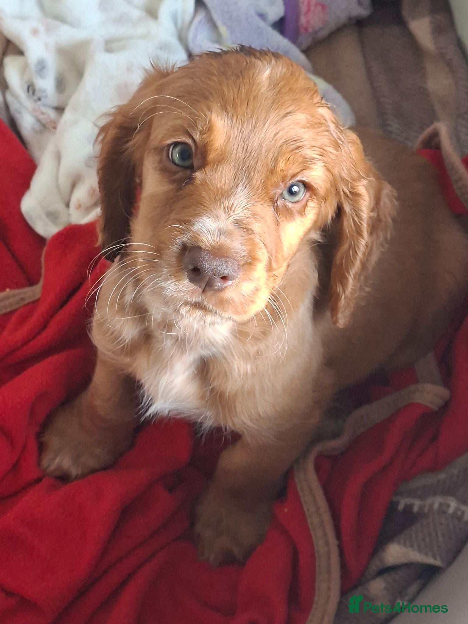 Cocker Spaniel dogs Ready 12th July  - Advert 5