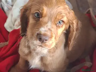 Cocker Spaniel dogs Ready 12th July - Advert 5