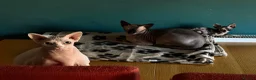 Sphynx cats for sale: Sphinx - Advert 1