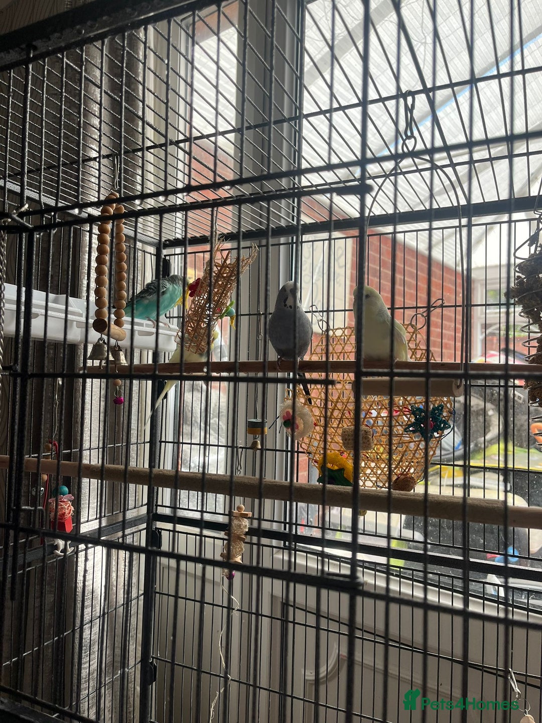 Budgerigars birds for sale: Budgies for sale  - Image 7