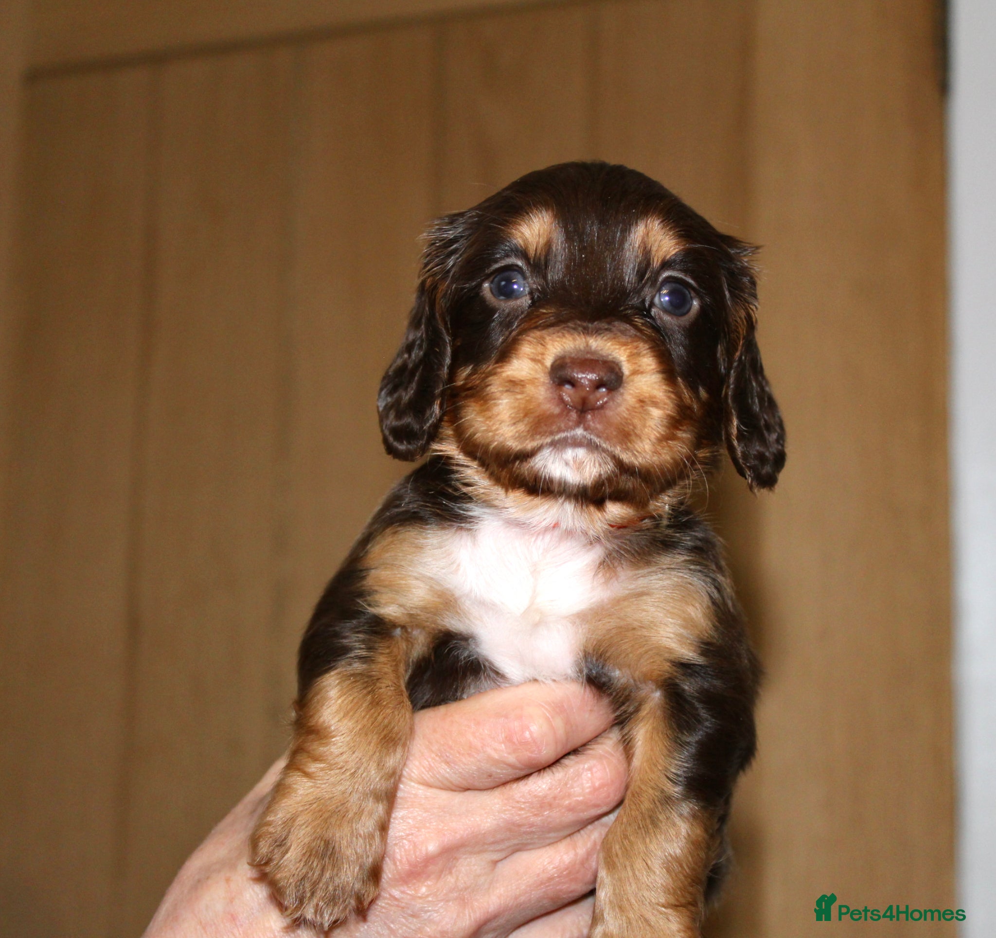 Cocker Spaniel dogs Chocolate & Tan and 1 Red boy WCS - Advert 9