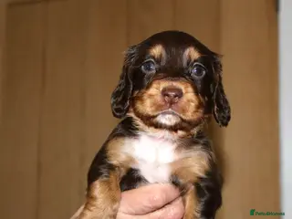 Cocker Spaniel dogs Chocolate & Tan and 1 Red boy WCS - Advert 1