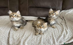 Siberian cats for sale: Purebred- Hypoallergenic Siberian Kittens - Image 17