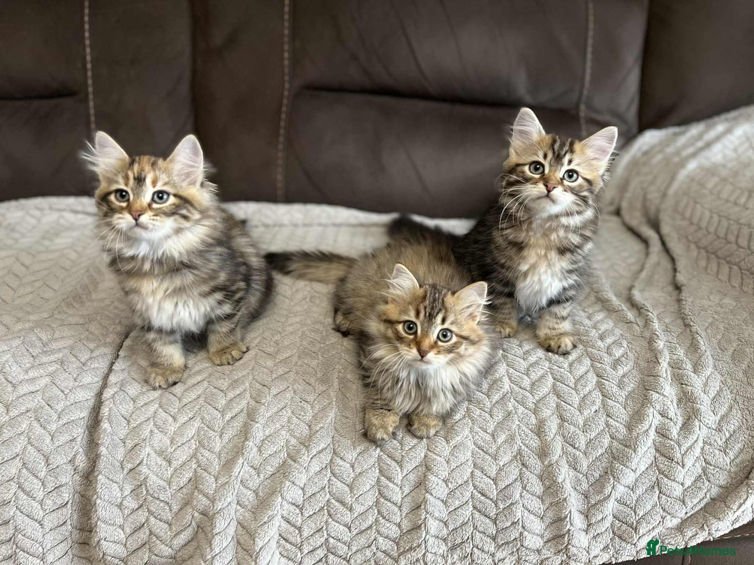 Siberian cats for sale: Purebred- Hypoallergenic Siberian Kittens - Image 17
