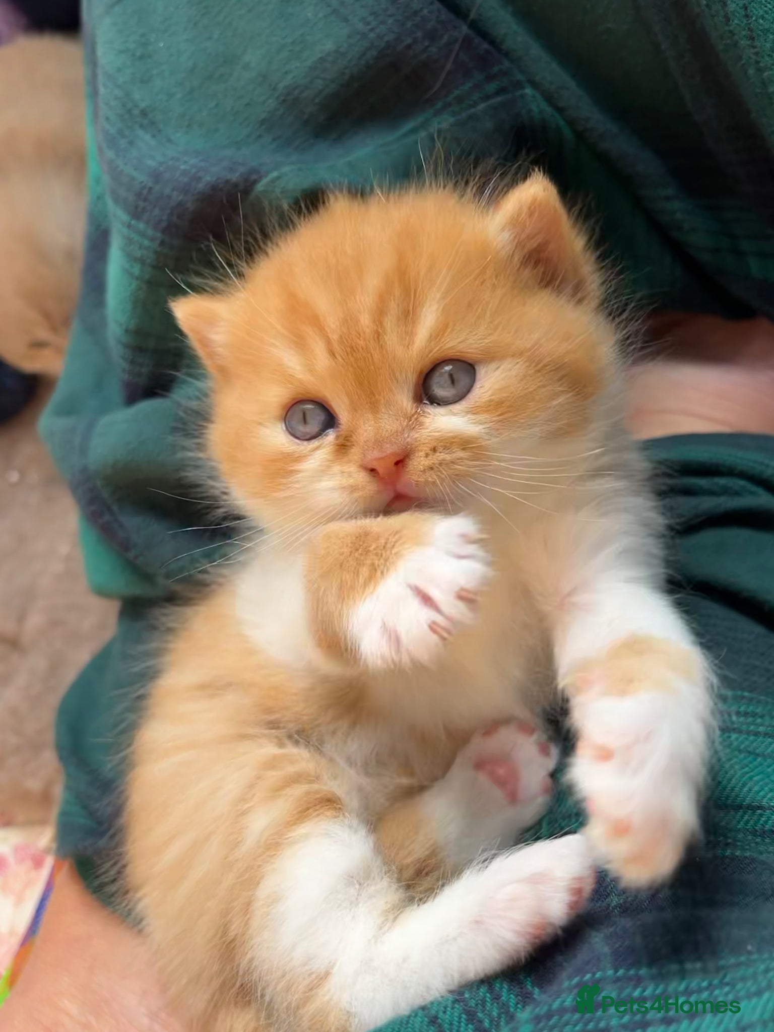 British Shorthair cats ✨ Stunning TICA Reg British shorthair Kittens - Advert 1