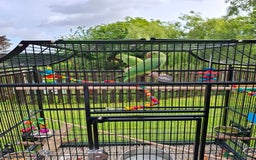 Ringnecks birds for sale: Indian Ringneck Parakeets for sale. - Image 1