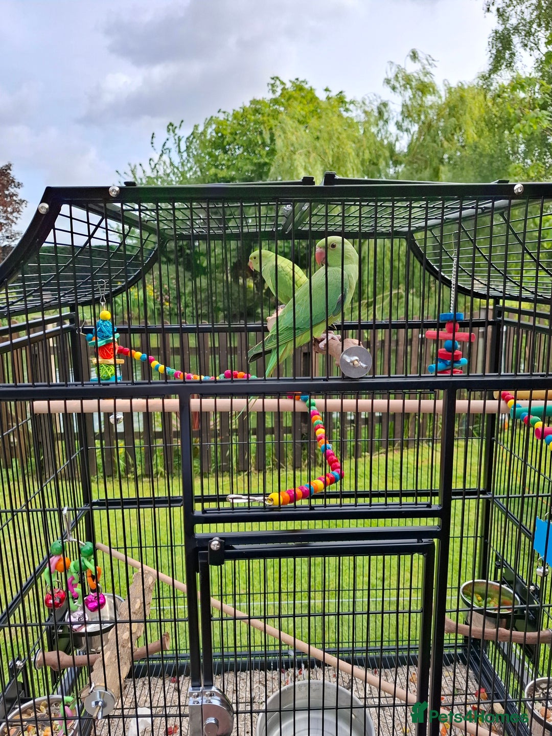 Ringnecks birds for sale: Indian Ringneck Parakeets for sale. - Image 1