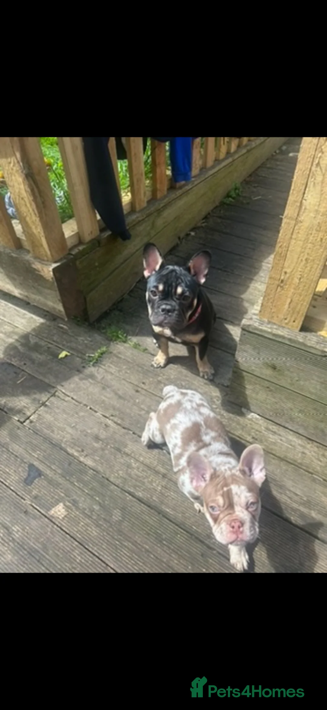 French Bulldog dogs for sale: Beauty coco  - Advert 3