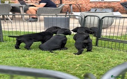 Cocker Spaniel dogs for sale: Ready Now 🐾 Champion bred working cocker boys  - Image 12