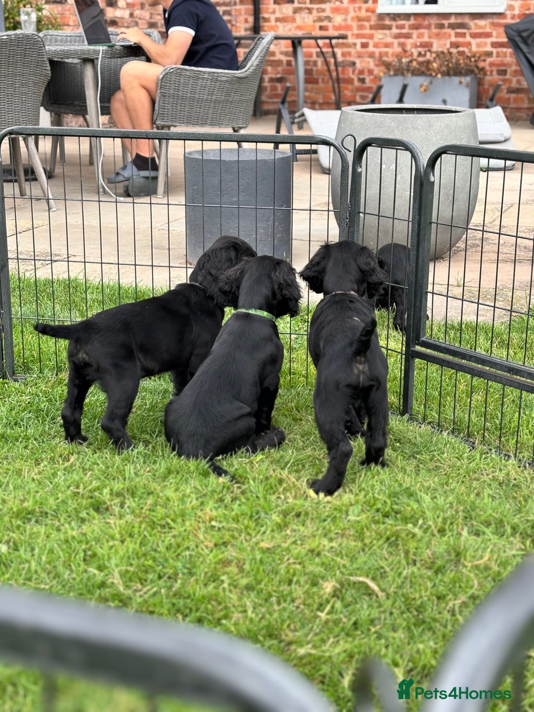 Cocker Spaniel dogs for sale: Ready Now 🐾 Champion bred working cocker boys  - Image 12