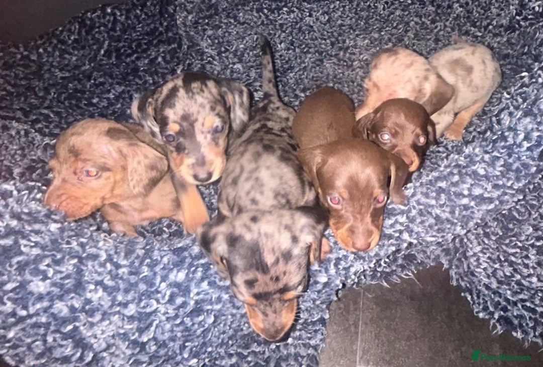 Miniature Dachshund dogs for sale: KC Mini Dachshund Pups - Image 7