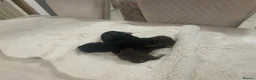 Dachshund dogs for sale: 7 beautiful puppy’s looking for a forever home.  - Advert 9