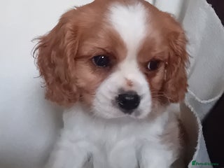 Cavalier King Charles Spaniel dogs - Advert 1