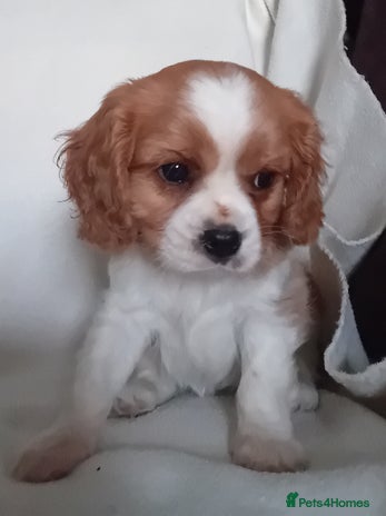 Cavalier King Charles Spaniel dogs - Advert 10