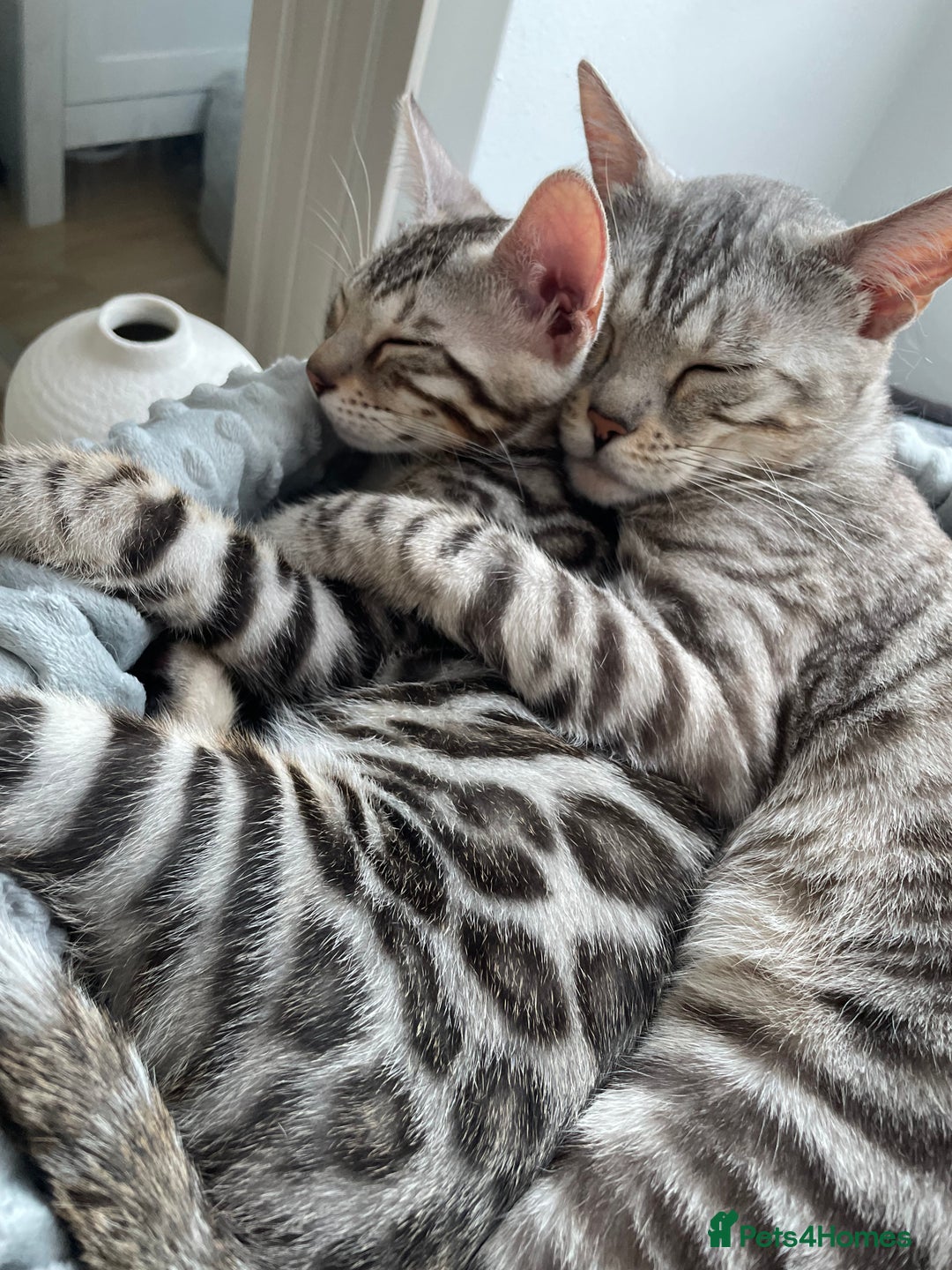 Bengal cats for sale: 🔥🏆Striking Rossetted Tica Pedigree Leapords🏆🔥 - Advert 4