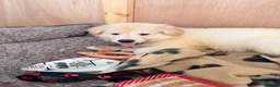 German Shepherd dogs for sale: Straight Back White German Shepherd Pups 🐶 🐕  - Advert 32