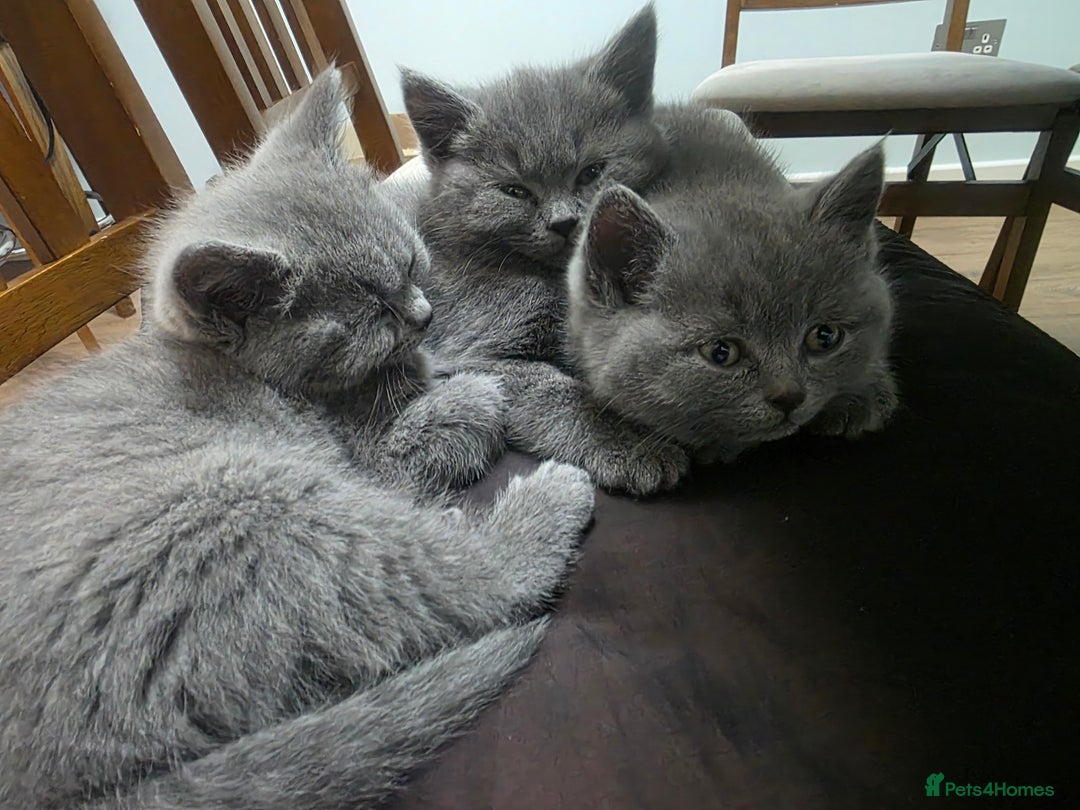 British Shorthair cats for sale: Wonderful british shorthair kitten - Advert 4