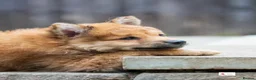 Mixed Breed dogs for sale: Italian Volpino puppies 🦊 - Advert 1