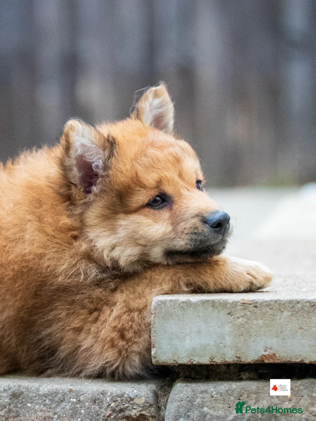 Mixed Breed dogs for sale: Italian Volpino puppies 🦊 - Advert 1