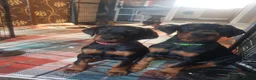 Dobermann dogs for sale: FOUR DOBERMANN FEMALE PUPS STILL AVAILABLE  - Advert 3