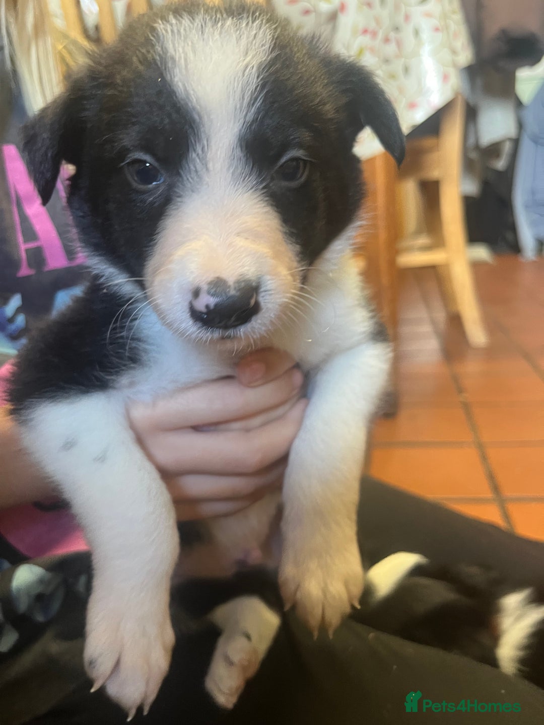 Border Collie dogs for sale: 7 collie puppies available end of October  - Image 8