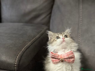 Siberian cats - Advert 3