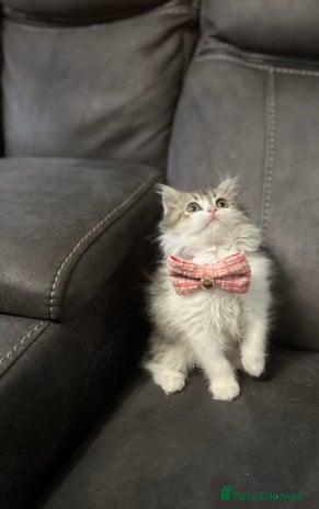 Siberian cats - Advert 3