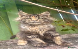 Maine Coon cats for sale: Maine coon kittens champion line polydactyl  - Image 2