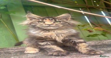 Maine Coon cats - Advert 12