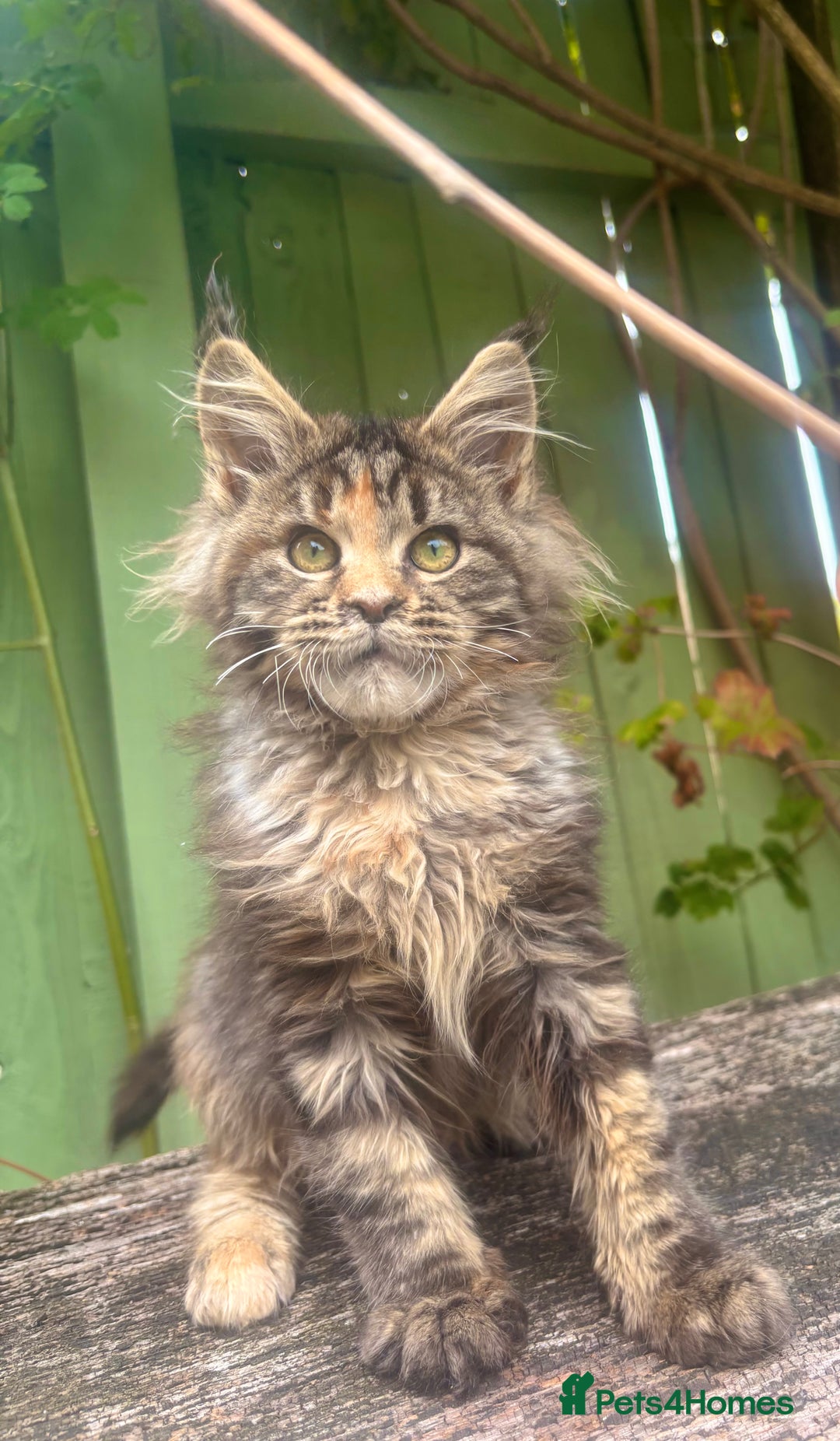 Maine Coon cats for sale: Maine coon kittens champion line polydactyl  - Image 2